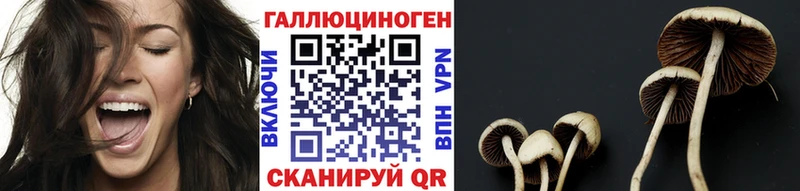 где можно купить   Калининец  Галлюциногенные грибы GOLDEN TEACHER 